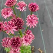 Astrantia ‘Roma’ image