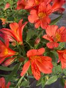 Alstromeria colorita ‘Eliane Orange’ image