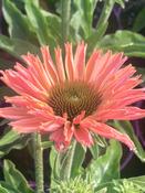 Echinacea ‘Sun Seekers Salmon’