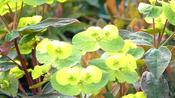 Euphorbia amygd.
Purpurea
(Rubra) image