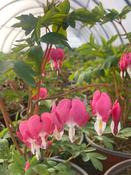 Dicentra spectablis image