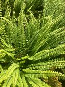 Asplenium trichomanes incisum image