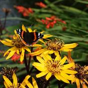 Ligularia dentata 'Pandora' image