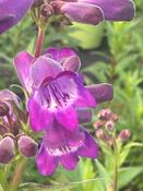 Penstemon ‘Bodnant’ image