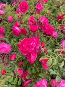 Rosa Lovely Fairy Groundcover Rose image