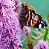 Liatris spicata 'Floristan Violett' image