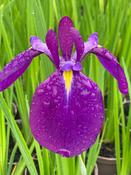Iris Yedo Yoman
