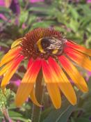 Echinacea ‘Tequila Sunrise’