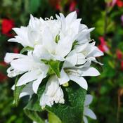 Campanula glom. alba image