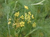 Fennel image