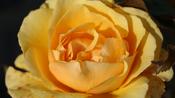 Rosa ‘Amber Queen’