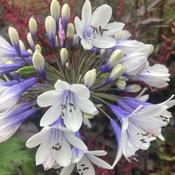 Agapanthus 'Twister' image