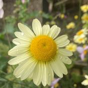 Anthemis tinctoria ‘E.C Buxton’ image