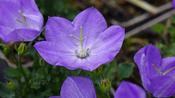 Campanula carp. 'Blue Clips' image