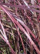 PENNISETUM'PRINCESS CAROLINE' image