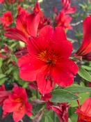 Alstroemeria ‘Red Elf’ image