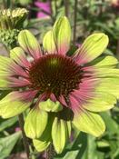 Echinacea ‘Sweet Sandi’s’ image
