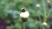 CIRSIUM RIV.
'FROSTED MAGIC' ® image