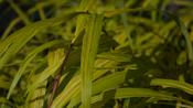 HAKONECHLOA
MACRA
'SUNFLARE'® image