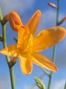 Crocosmia 'Solfatare' image