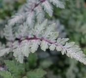 Athyrium niponicum var. pictum ‘Red Beauty’