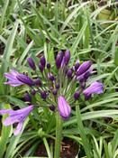 Agapanthus 'Poppin Purple' image