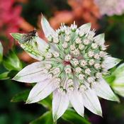 Astrantia major ‘Florence’ image