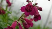 Penstemon 'Rich Ruby' image