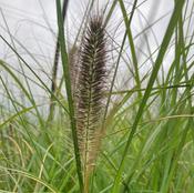 Pennisetum alopecuroides ‘Cassian’ image