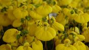 Calceolaria ‘Sunset Yellow’ image