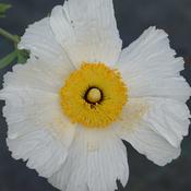 Romneya coulteri image