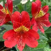 ALSTROEMERIA
'ORIANA'
