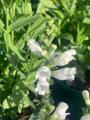 Physostegia v. 'Crystal Peak White' image