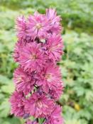 Delphinium Highlander Flamenco