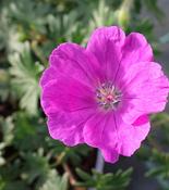 GERANIUM sanguineum ‘Max Frei’ image