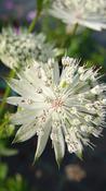 Astrantia major ‘Shaggy’ image