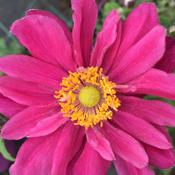 Anemone hybr 'Pamina' image