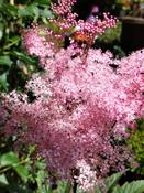 Filipendula rubra ‘Venusta’