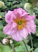 Anemone h. ‘Konigin Charlotte’