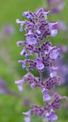 Nepeta ‘Walkers Low’ image