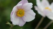 Anemone ‘Dreaming Swan’ image