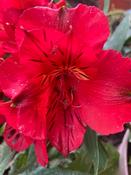 Alstromeria colorita ‘Kate’ image