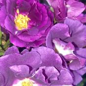 Rosa ‘Rapsody in Blue’ image