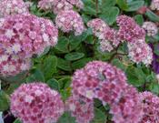 Sedum 'Stewed Rhubarb Mountains' image