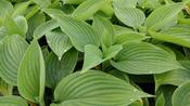 Hosta ‘Empress Wu’ image