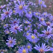 Aster 'Monch' image