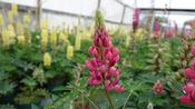 Lupin 'Gallery Red' image