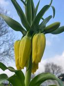 Fritillaria imperalis Lutea image