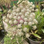 Selenium Wallachianum image