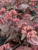 Sedum 'purple emperor' image